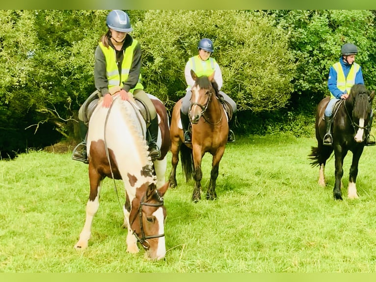 Irish Sport Horse Stute 4 Jahre 158 cm Schecke in Mountrath