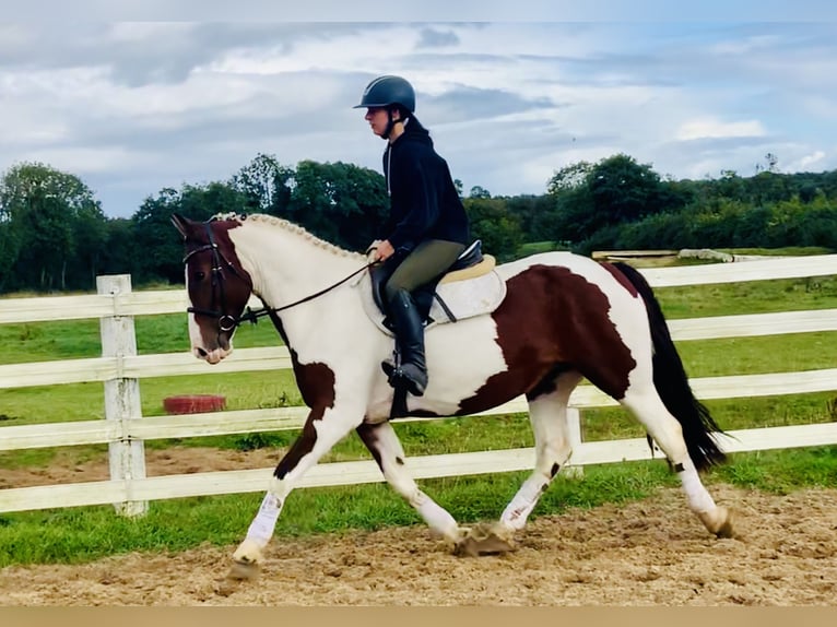 Irish Sport Horse Stute 4 Jahre 158 cm Schecke in Mountrath