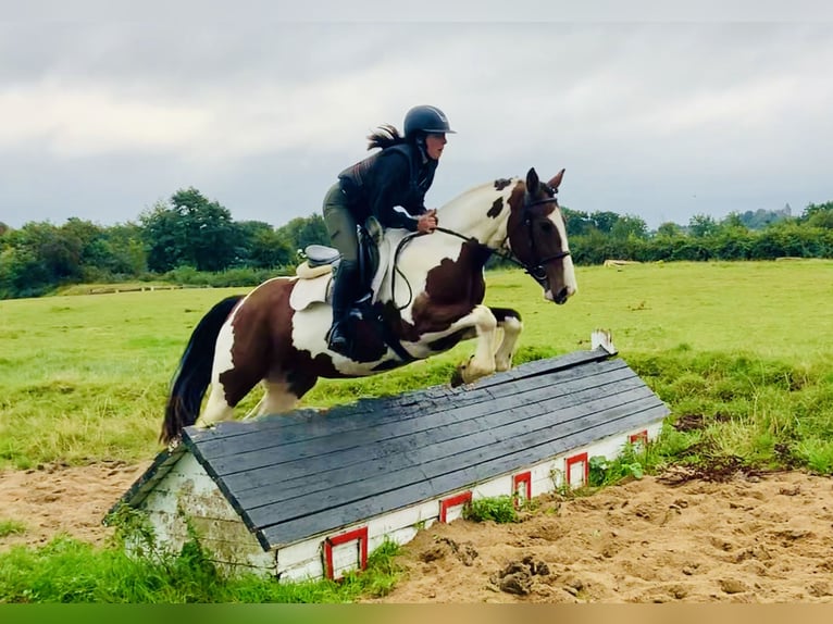 Irish Sport Horse Stute 4 Jahre 158 cm Schecke in Mountrath