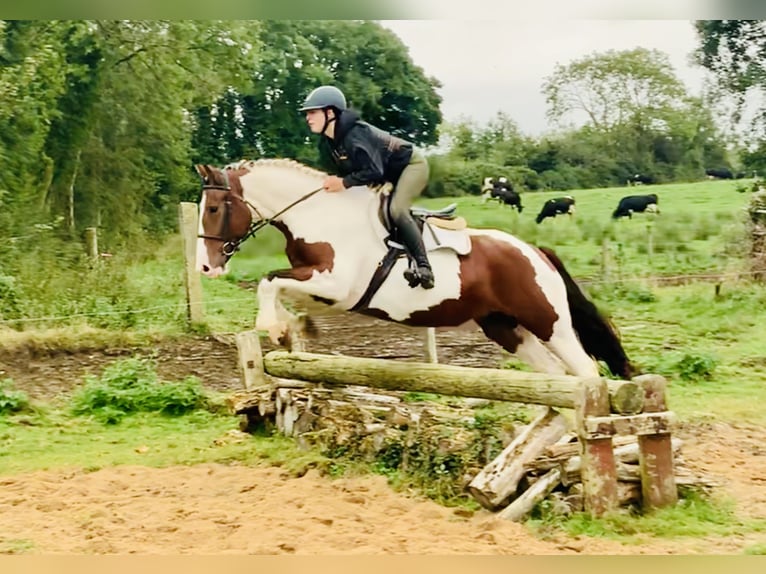 Irish Sport Horse Stute 4 Jahre 158 cm Schecke in Mountrath