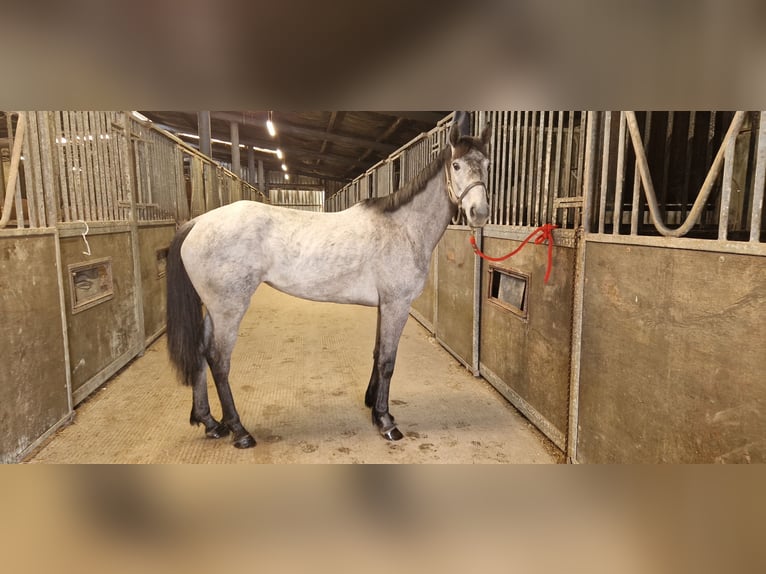 Irish Sport Horse Mix Stute 4 Jahre 158 cm Schimmel in Clare