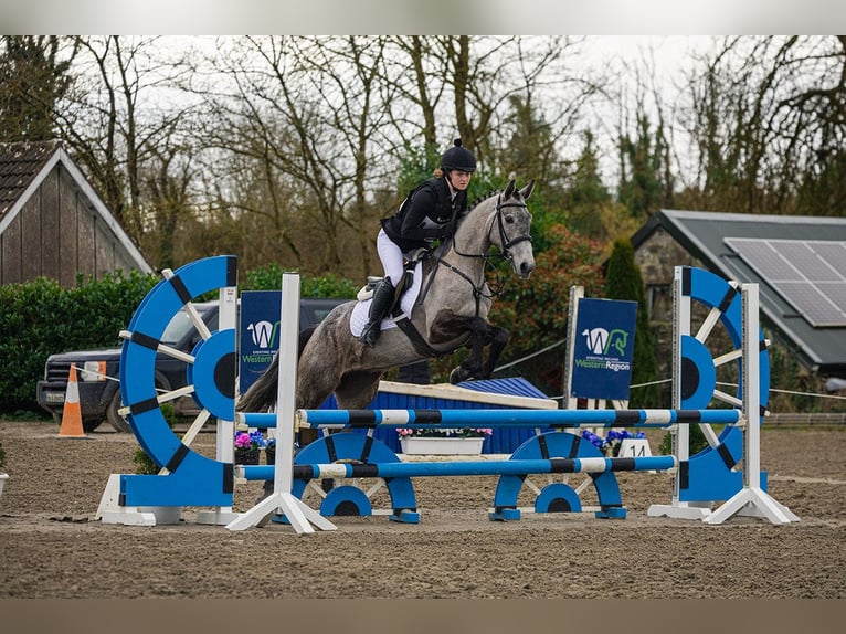 Irish Sport Horse Mix Stute 4 Jahre 158 cm Schimmel in Clare