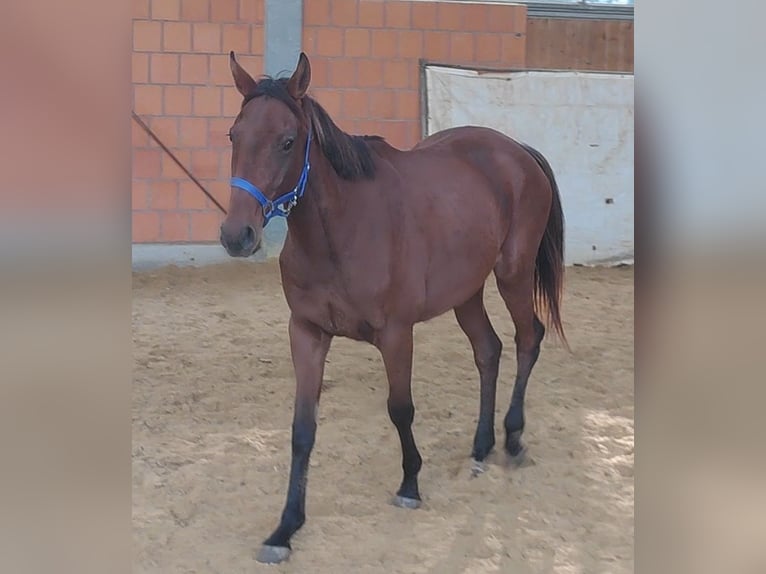 Irish Sport Horse Stute 4 Jahre 160 cm Brauner in Blomberg