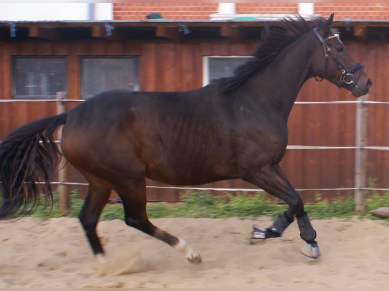 Irish Sport Horse Stute 4 Jahre 160 cm Brauner in Velpke