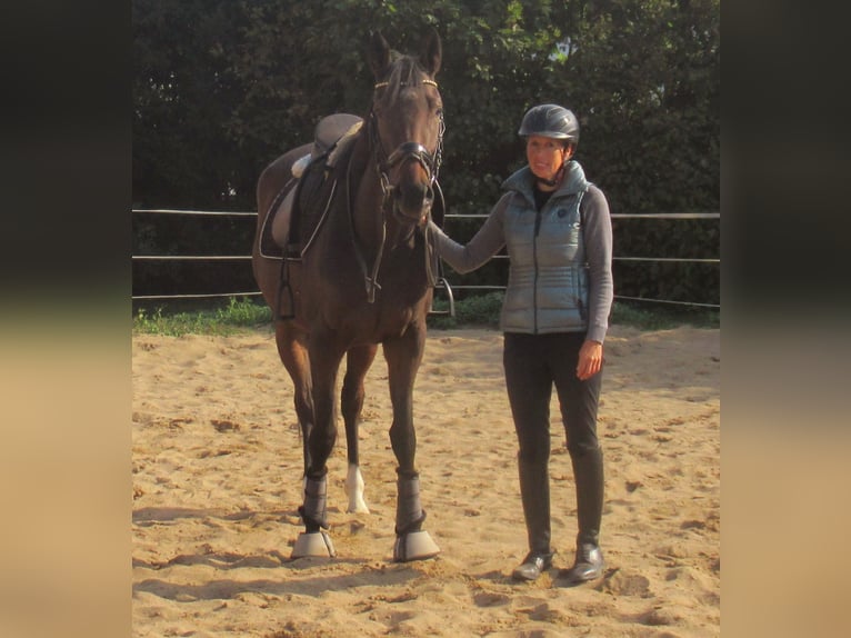 Irish Sport Horse Stute 4 Jahre 160 cm Brauner in Velpke