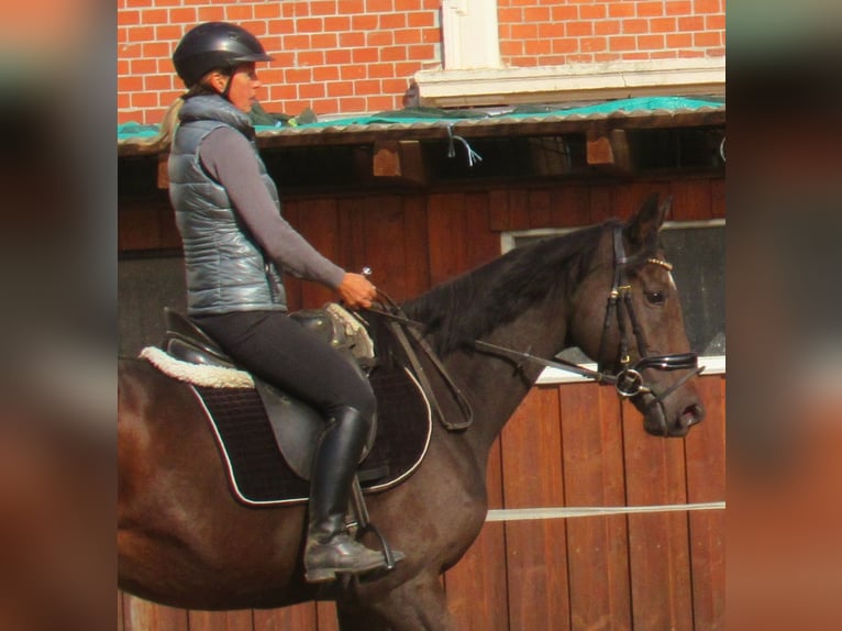 Irish Sport Horse Stute 4 Jahre 160 cm Dunkelbrauner in Velpke