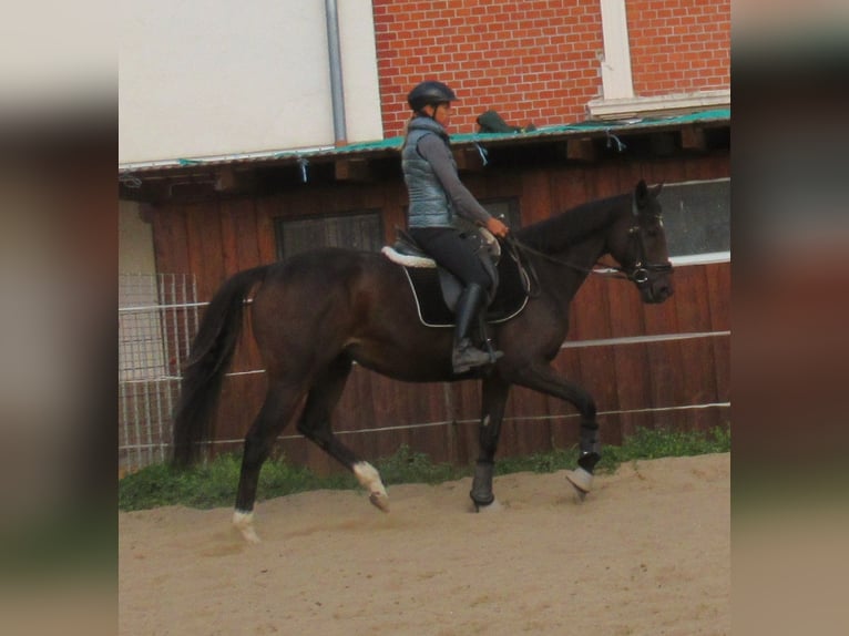 Irish Sport Horse Stute 4 Jahre 160 cm Dunkelbrauner in Velpke