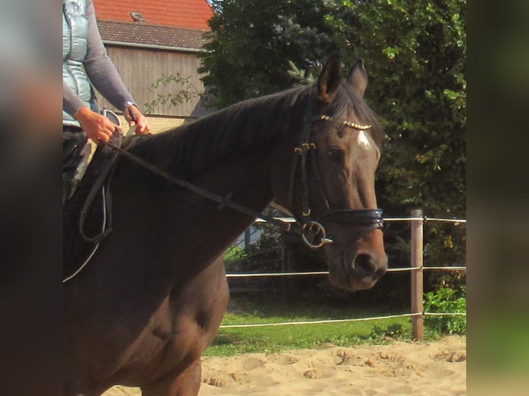 Irish Sport Horse Stute 4 Jahre 160 cm Dunkelbrauner in Velpke