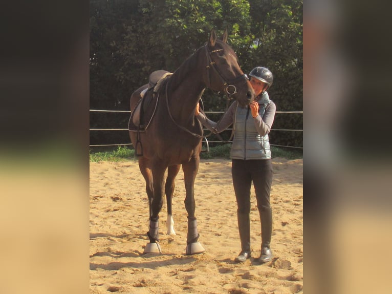 Irish Sport Horse Stute 4 Jahre 160 cm Dunkelbrauner in Velpke