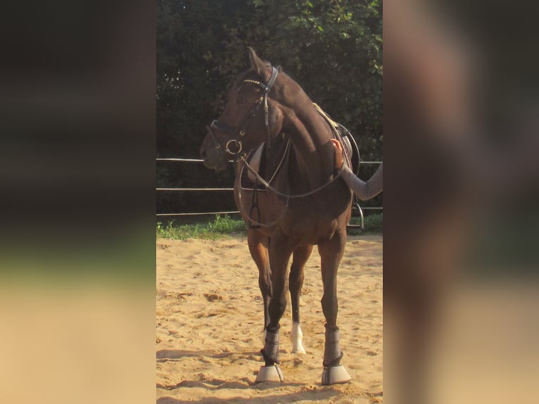 Irish Sport Horse Stute 4 Jahre 160 cm Dunkelbrauner in Velpke