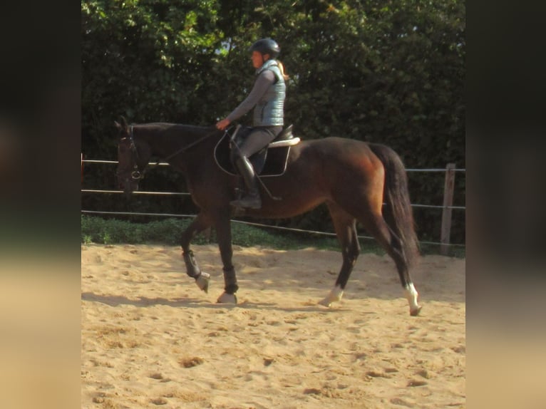 Irish Sport Horse Stute 4 Jahre 160 cm Dunkelbrauner in Velpke