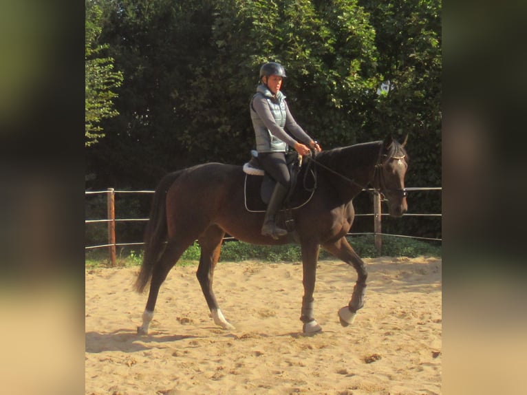Irish Sport Horse Stute 4 Jahre 160 cm Dunkelbrauner in Velpke
