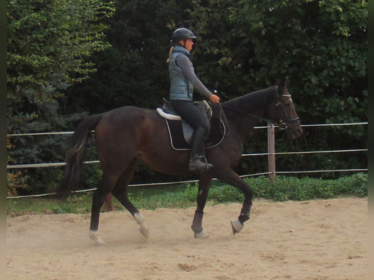 Irish Sport Horse Stute 4 Jahre 160 cm Dunkelbrauner in Velpke