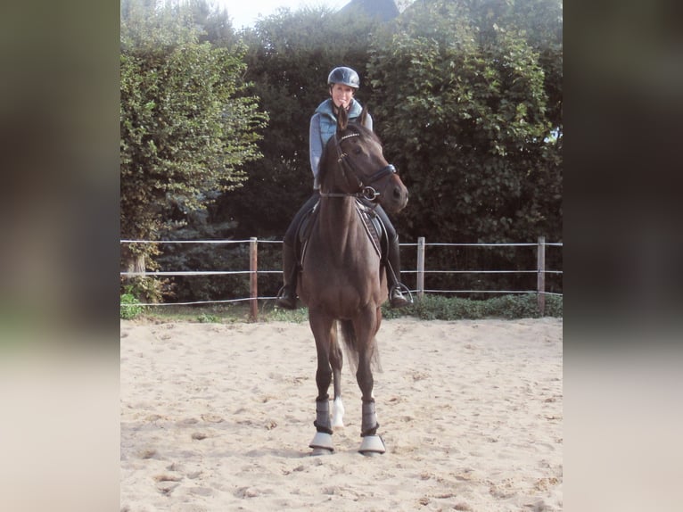 Irish Sport Horse Stute 4 Jahre 160 cm Dunkelbrauner in Velpke