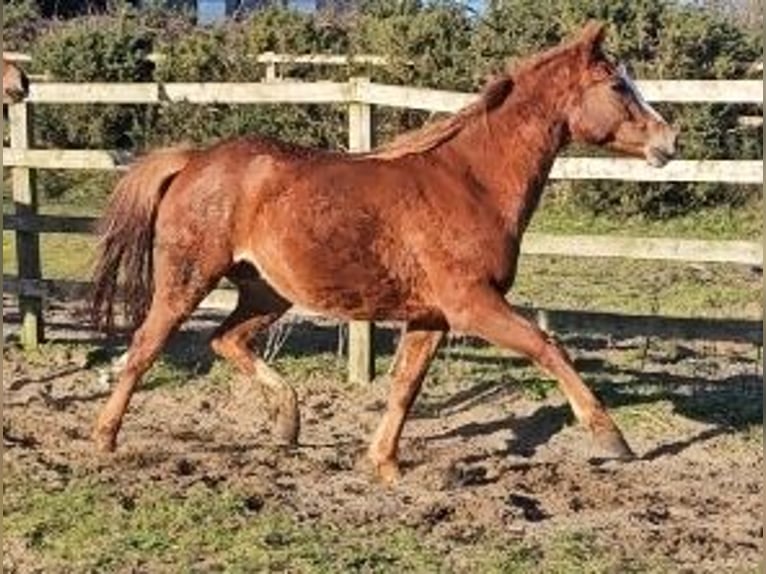 Irish Sport Horse Stute 4 Jahre 160 cm Dunkelfuchs in Enniscorthy