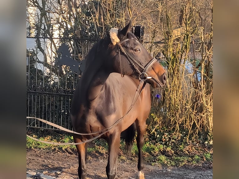 Irish Sport Horse Stute 4 Jahre 162 cm Brauner in Lage