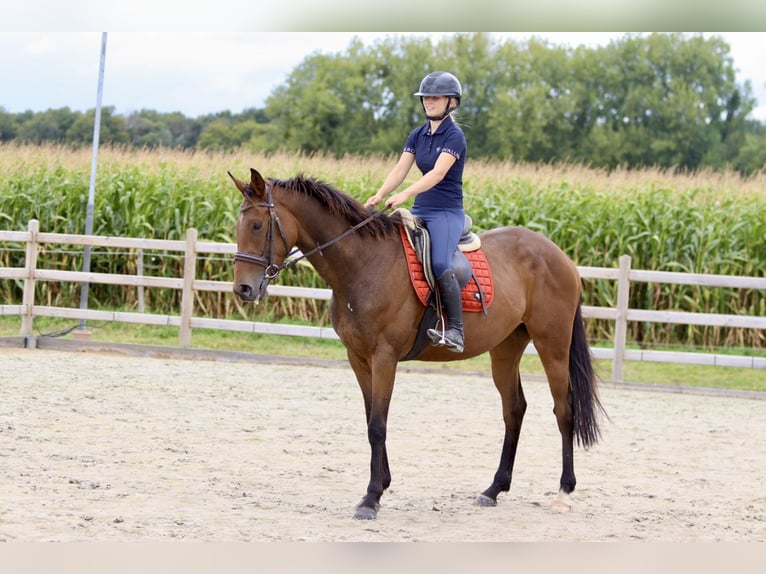 Irish Sport Horse Stute 4 Jahre 162 cm Brauner in Bogaarden