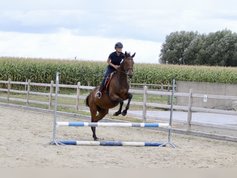 Irish Sport Horse Stute 4 Jahre 162 cm Brauner in Bogaarden