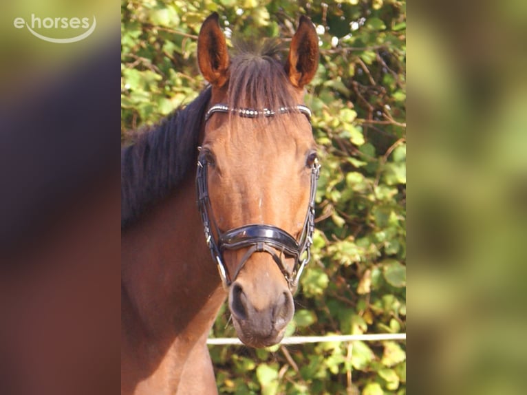 Irish Sport Horse Stute 4 Jahre 162 cm Brauner in Velpke