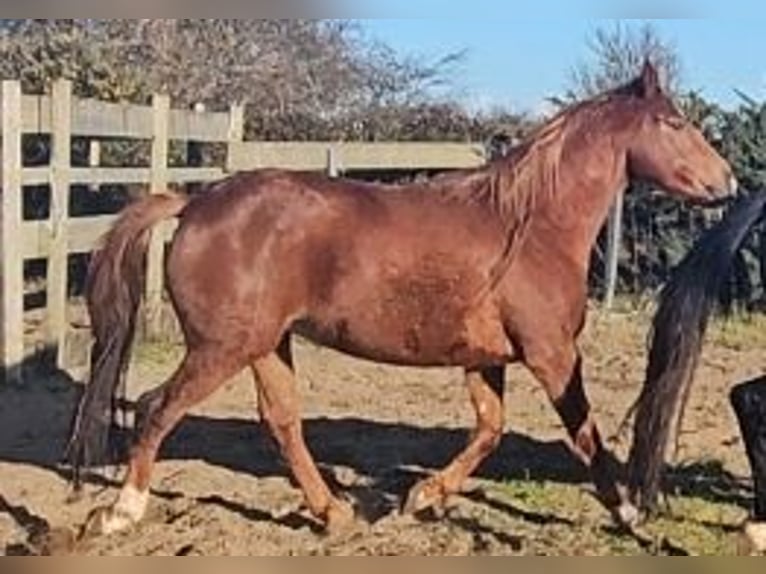 Irish Sport Horse Stute 4 Jahre 162 cm Dunkelfuchs in Enniscorthy