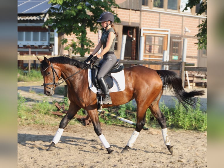 Irish Sport Horse Mix Stute 4 Jahre 162 cm  in Uelsen