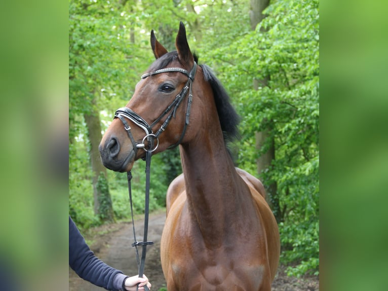 Irish Sport Horse Stute 4 Jahre 164 cm Brauner in Nettetal