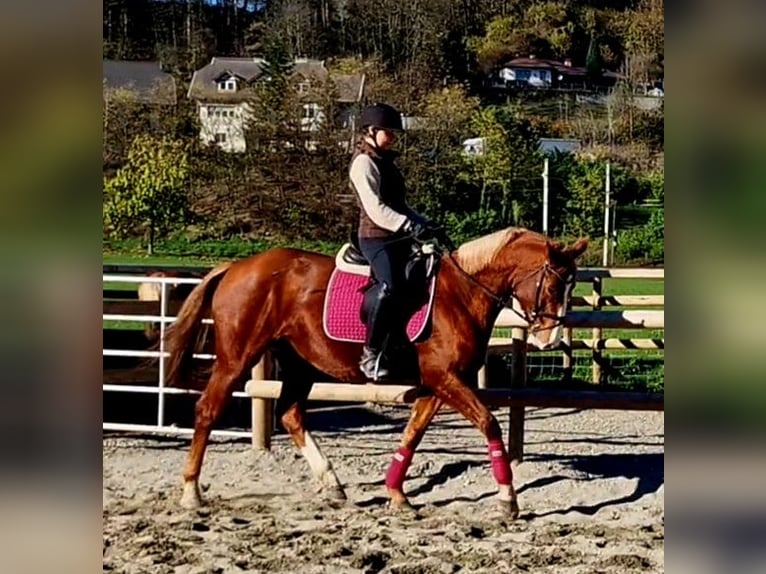 Irish Sport Horse Stute 4 Jahre 164 cm Fuchs in Gummern