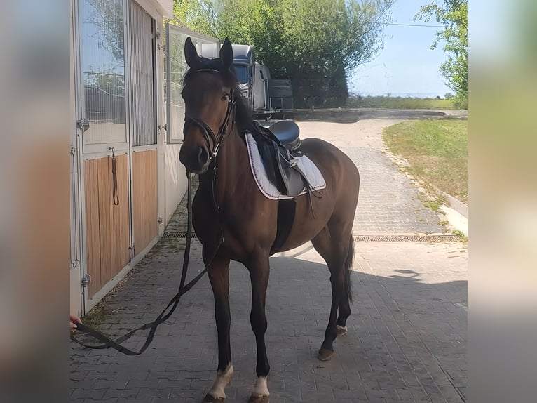 Irish Sport Horse Stute 4 Jahre 165 cm Brauner in Lage Irish Sport Horse Stute 4 Jahre 165 cm Brauner in Lage