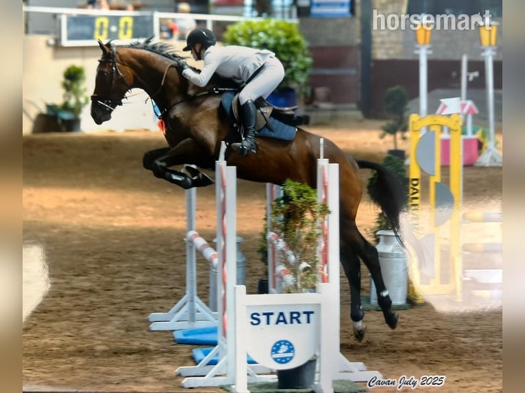 Irish Sport Horse Stute 4 Jahre 165 cm Rotbrauner in Kildare