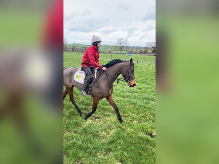 Irish Sport Horse Stute 4 Jahre 165 cm Rotbrauner in Fethard