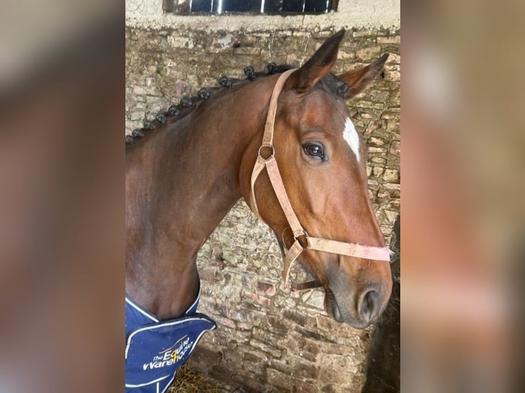 Irish Sport Horse Stute 4 Jahre 165 cm Rotbrauner in Fethard