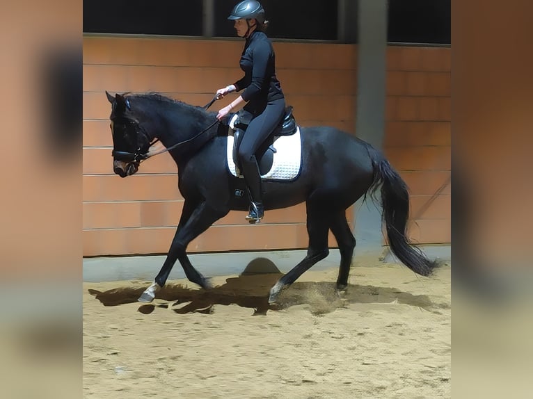 Irish Sport Horse Stute 4 Jahre 165 cm Schwarzbrauner in Lage