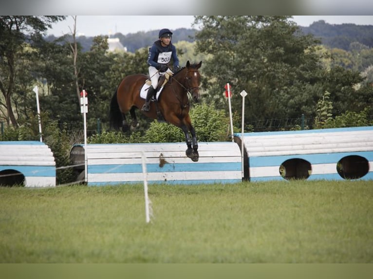 Irish Sport Horse Stute 4 Jahre 167 cm Brauner in Boutersem