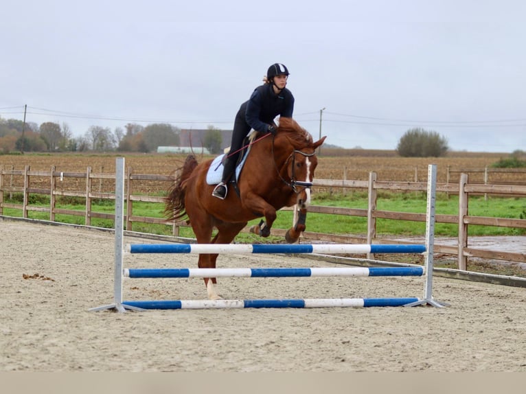 Irish Sport Horse Stute 4 Jahre 167 cm Rotfuchs in Bogaarden