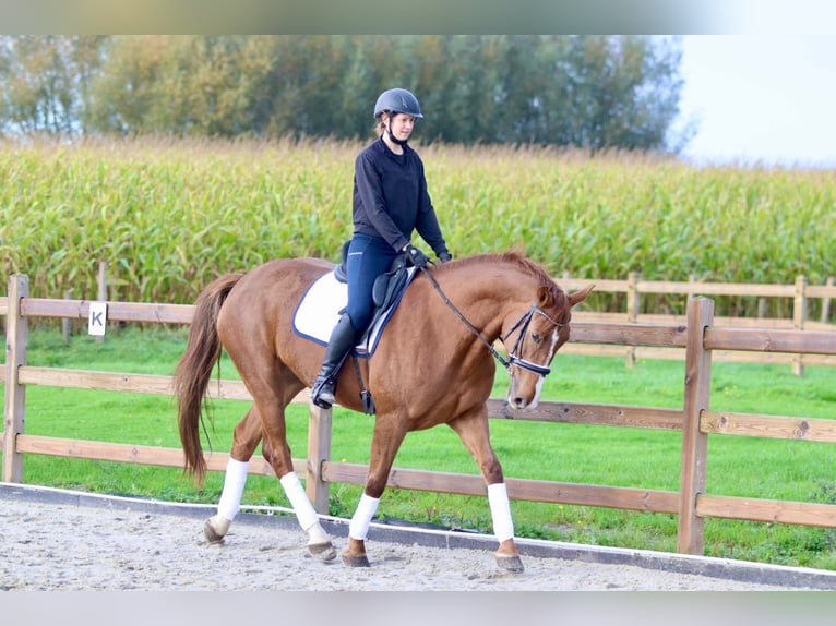 Irish Sport Horse Stute 4 Jahre 167 cm Rotfuchs in Bogaarden