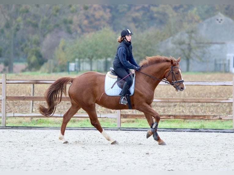 Irish Sport Horse Stute 4 Jahre 167 cm Rotfuchs in Bogaarden