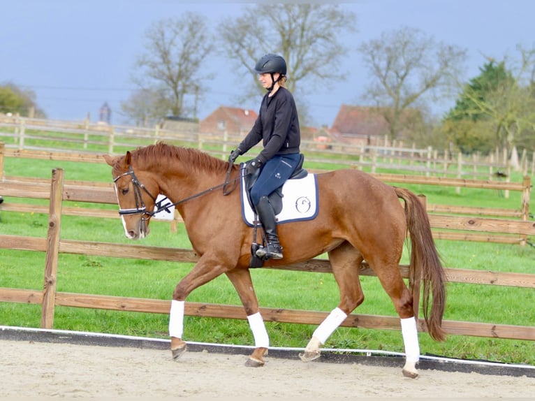 Irish Sport Horse Stute 4 Jahre 167 cm Rotfuchs in Bogaarden