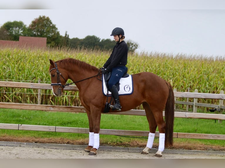 Irish Sport Horse Stute 4 Jahre 167 cm Rotfuchs in Bogaarden