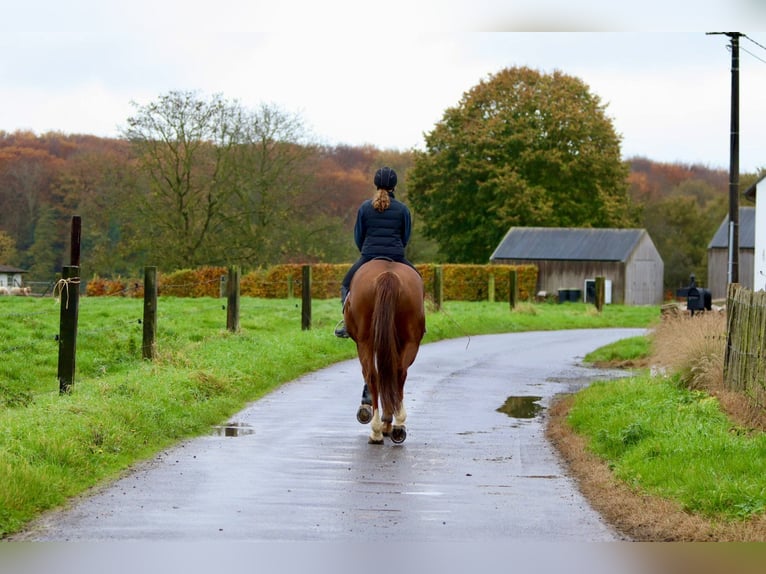 Irish Sport Horse Stute 4 Jahre 167 cm Rotfuchs in Bogaarden