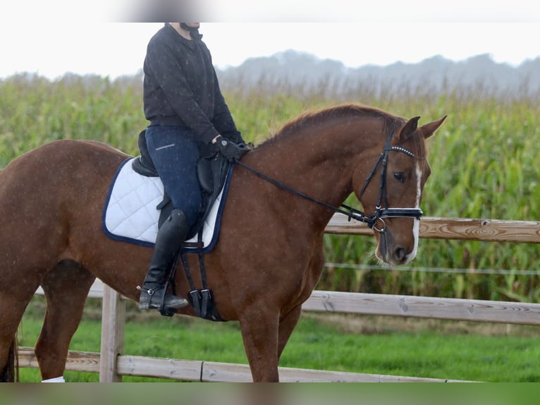 Irish Sport Horse Stute 4 Jahre 167 cm Rotfuchs in Bogaarden