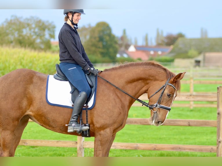 Irish Sport Horse Stute 4 Jahre 167 cm Rotfuchs in Bogaarden