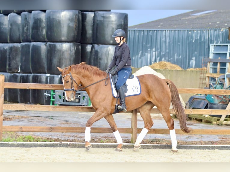 Irish Sport Horse Stute 4 Jahre 167 cm Rotfuchs in Bogaarden