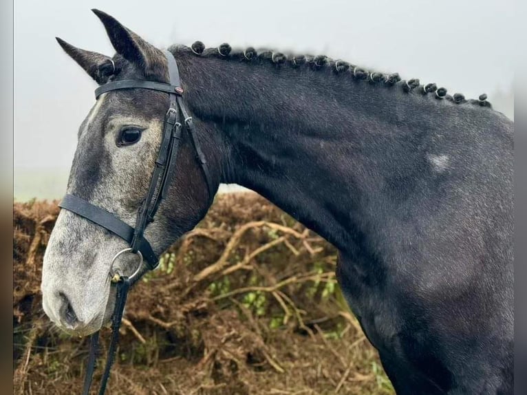 Irish Sport Horse Stute 4 Jahre 167 cm Schimmel in Dundalk