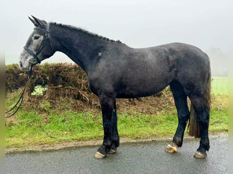 Irish Sport Horse Stute 4 Jahre 167 cm Schimmel in Dundalk