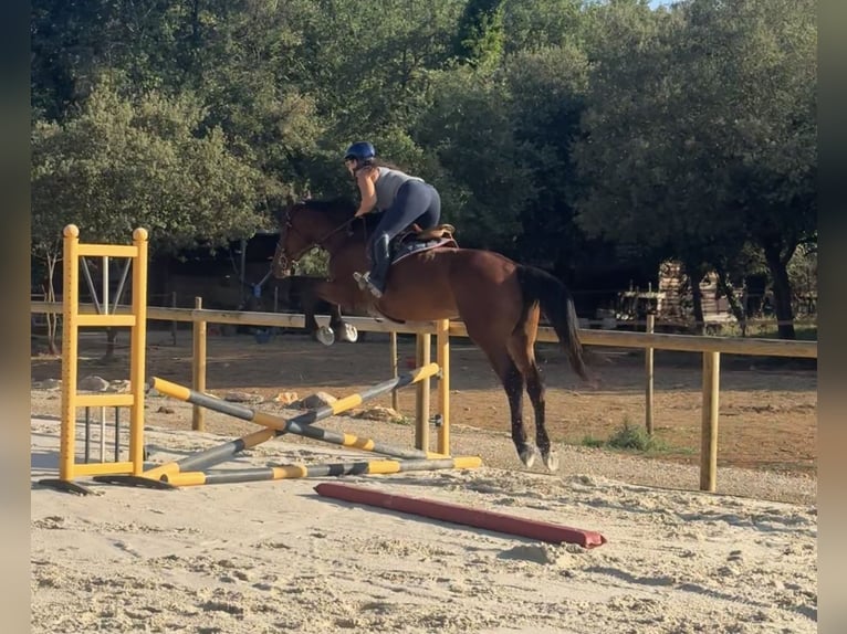 Irish Sport Horse Stute 4 Jahre 170 cm Brauner in Besse-sur-Issole