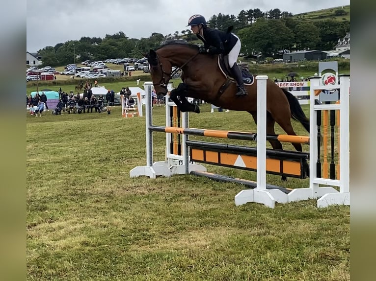 Irish Sport Horse Stute 4 Jahre 170 cm Rotbrauner in Lahardane