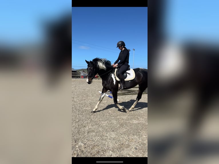 Irish Sport Horse Stute 4 Jahre 170 cm Schecke in Pembrokeshire