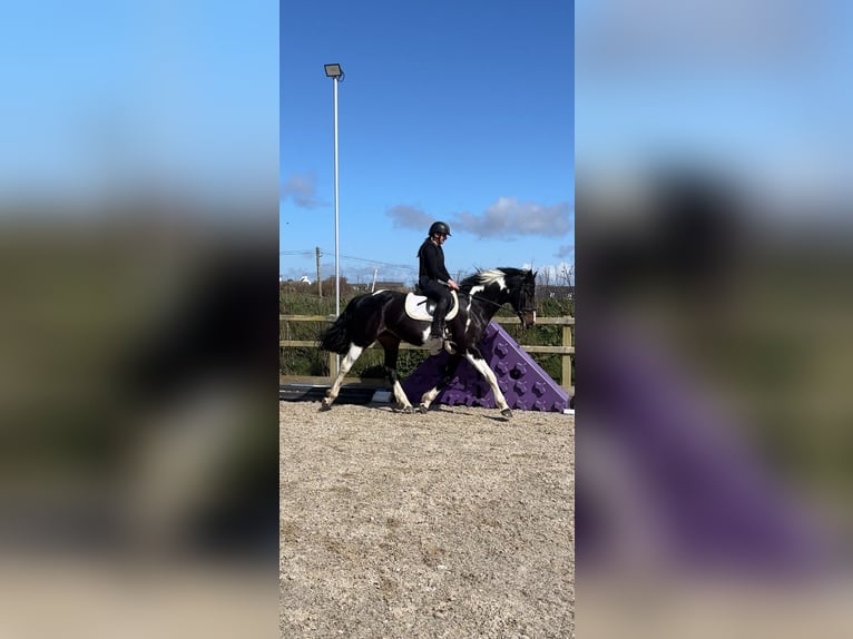 Irish Sport Horse Stute 4 Jahre 170 cm Schecke in Pembrokeshire
