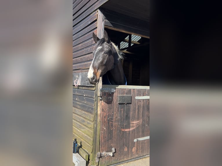 Irish Sport Horse Stute 4 Jahre 170 cm Schecke in Pembrokeshire