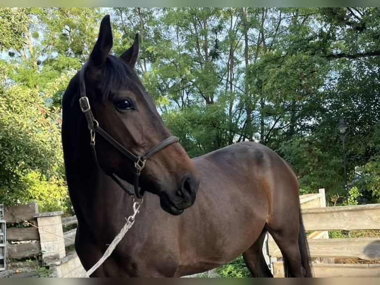 Irish Sport Horse Stute 4 Jahre 170 cm Schwarzbrauner in Pähl